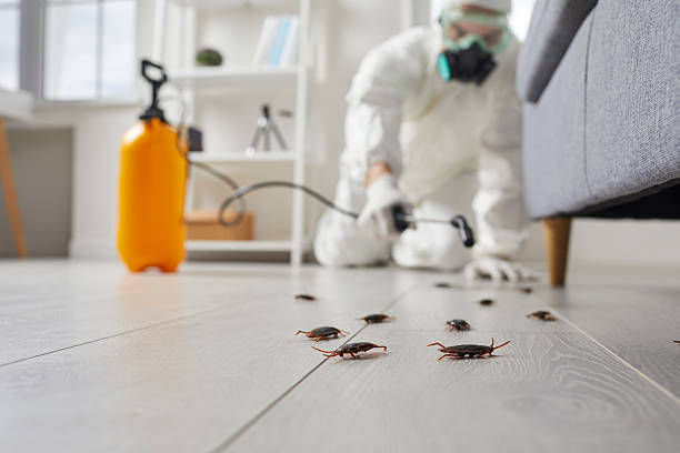 Post-Treatment Bed Bug Interceptor Monitoring in Lindstrom